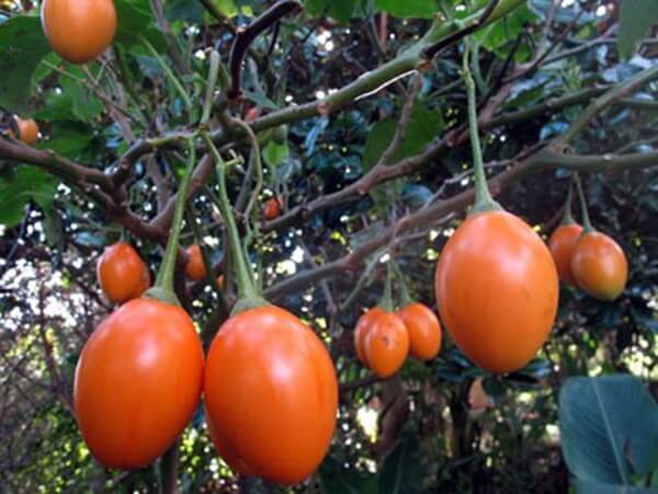 Плоды тамарилло на дереве