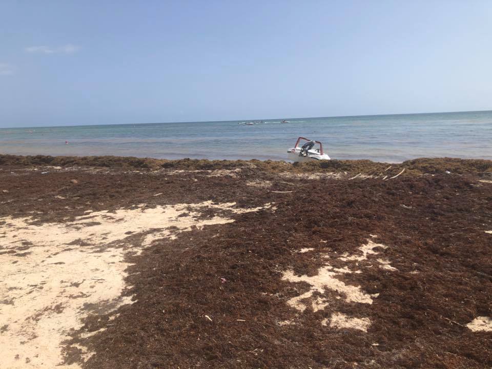 водоросли на берегу пунта кана