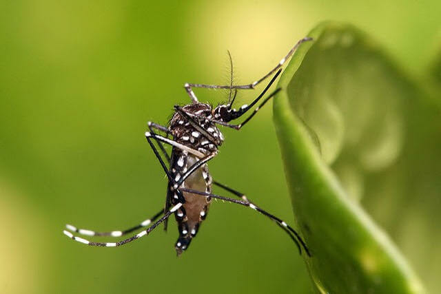 Комары в Доминикане