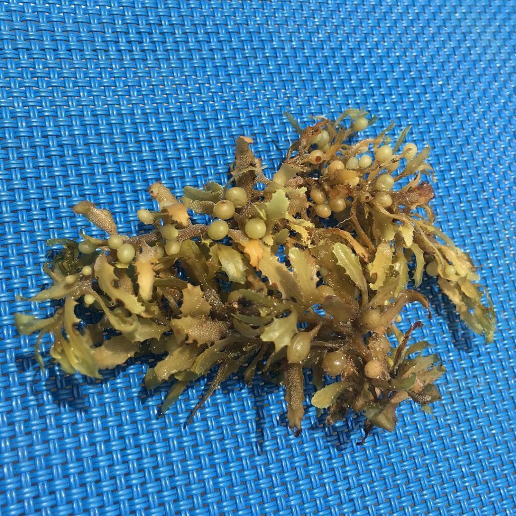 водоросли саргассум
