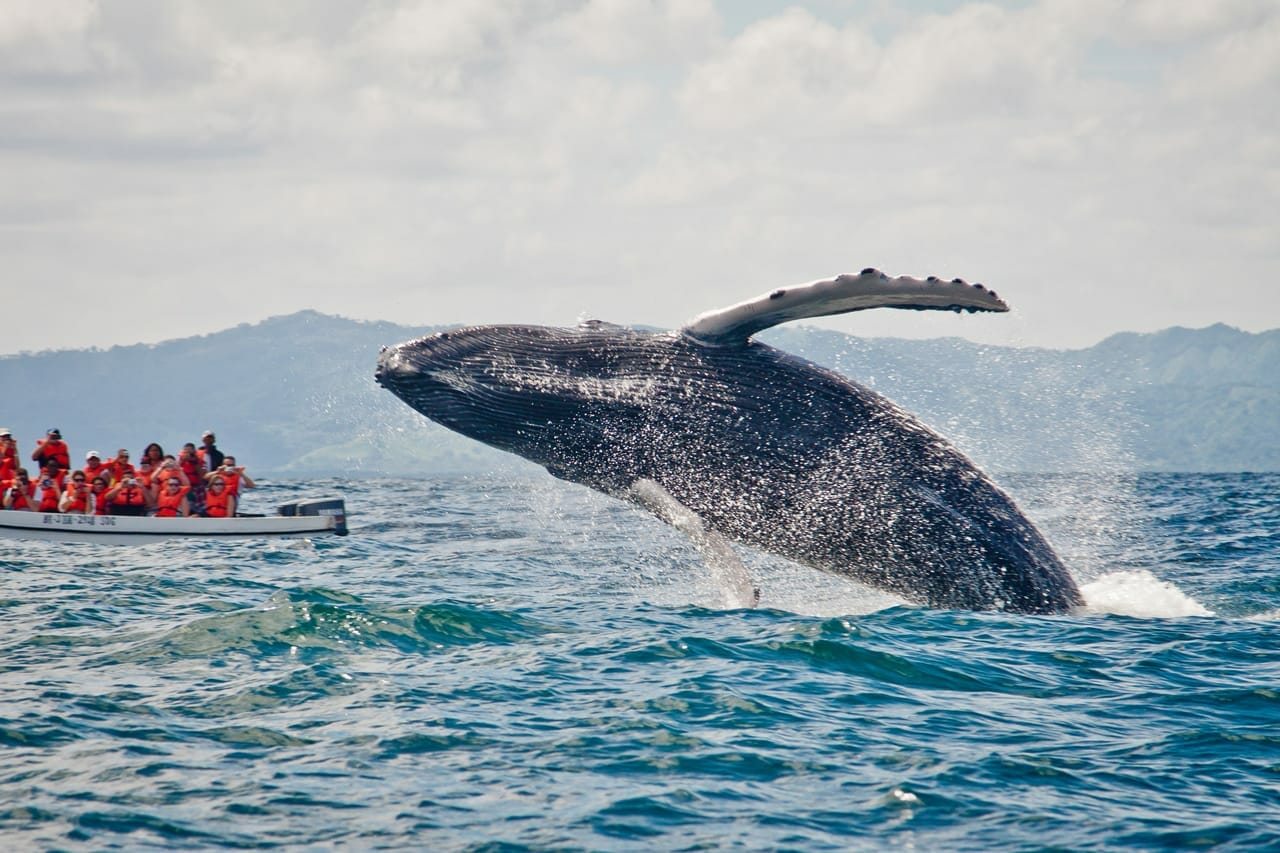 киты в доминикане