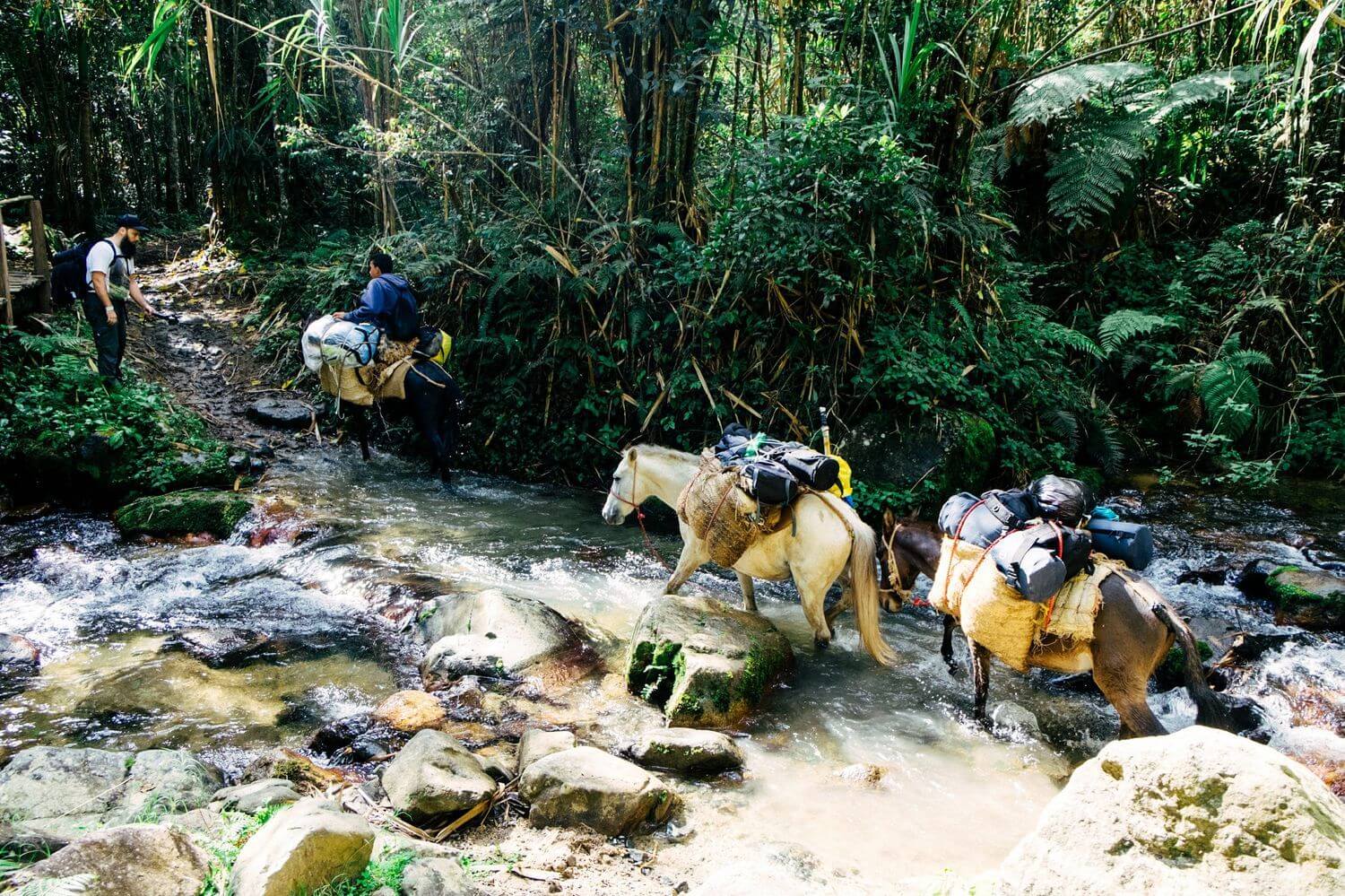 Мулы идут по ручью на гору Пико Дуарте